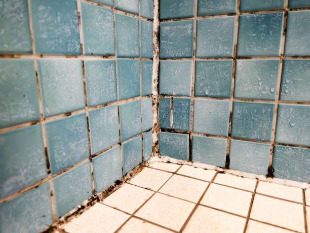  Aurora, OH Mold Removal Pros