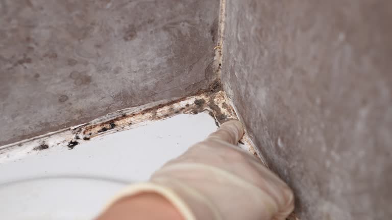 Best Mold-Related Health Consultation  in Aurora, OH